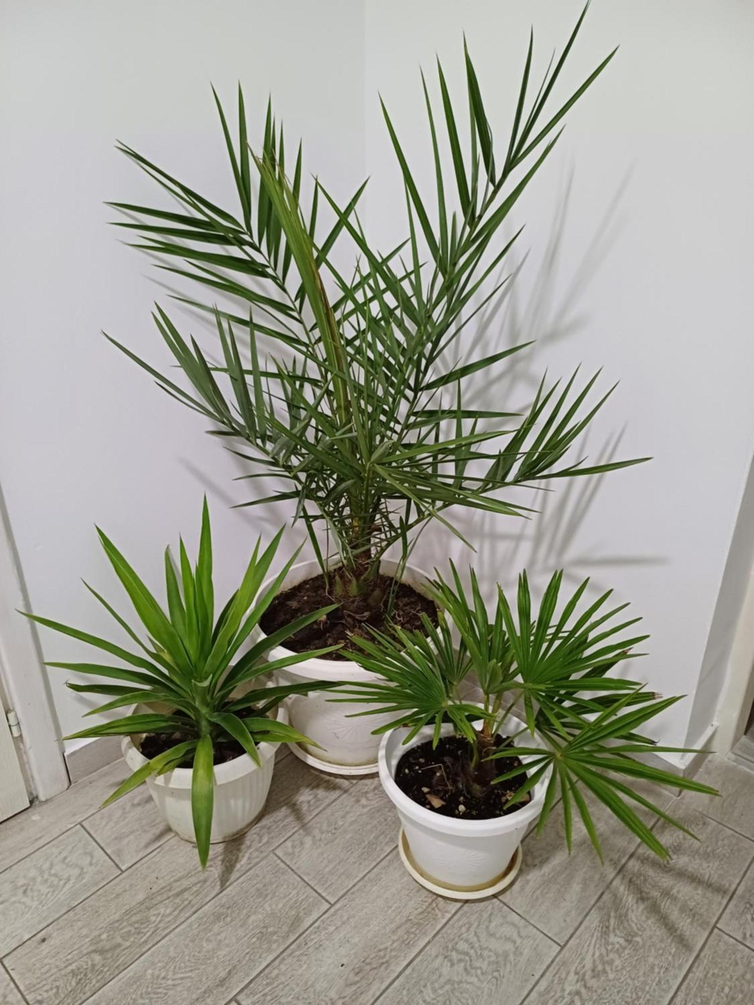 Apartman “Sanja” Pirot Extérieur photo